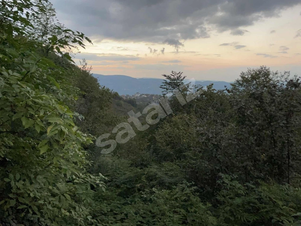 GÖLYAKA SAÇMALIPINAR KÖYÜNDE 1371 M2 FINDIK TARLASI