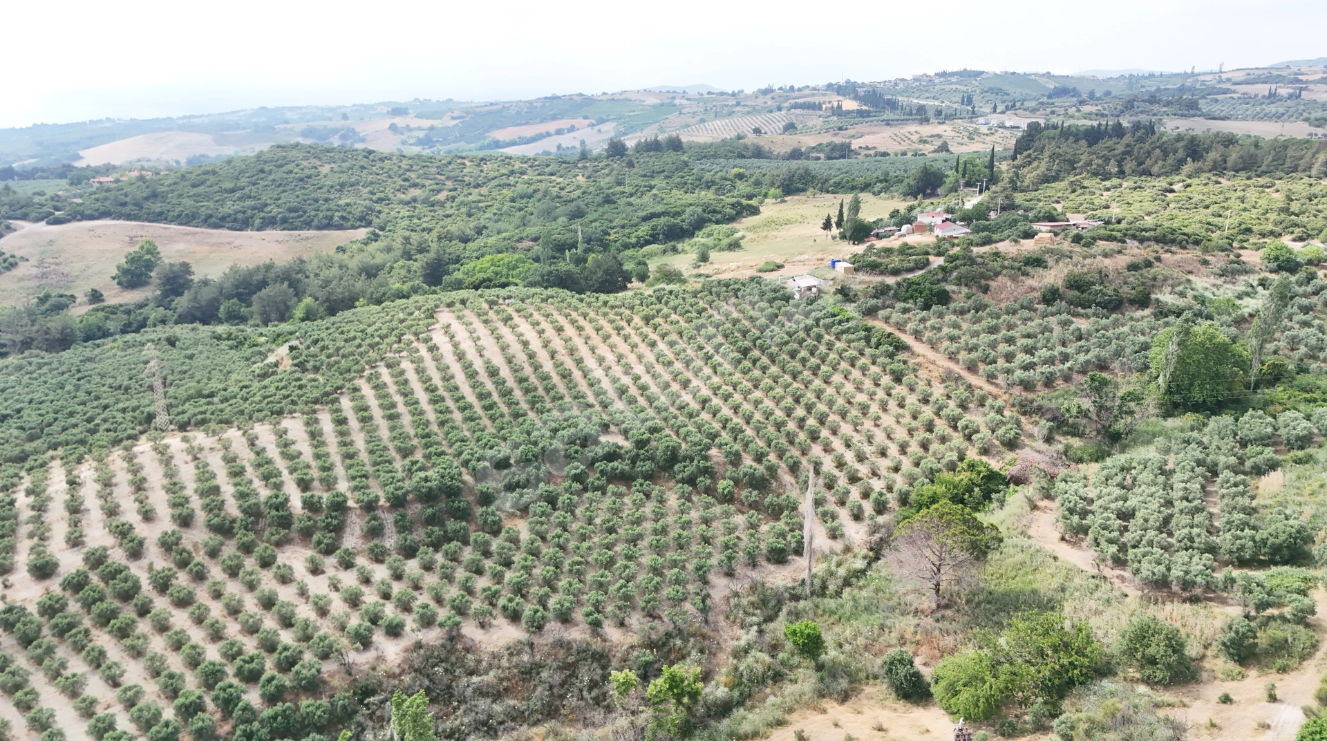 Kuşadası Caferli'de 37.690 M² Tarla