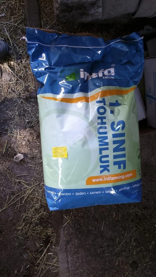 Ayçiçeği Tohumu
