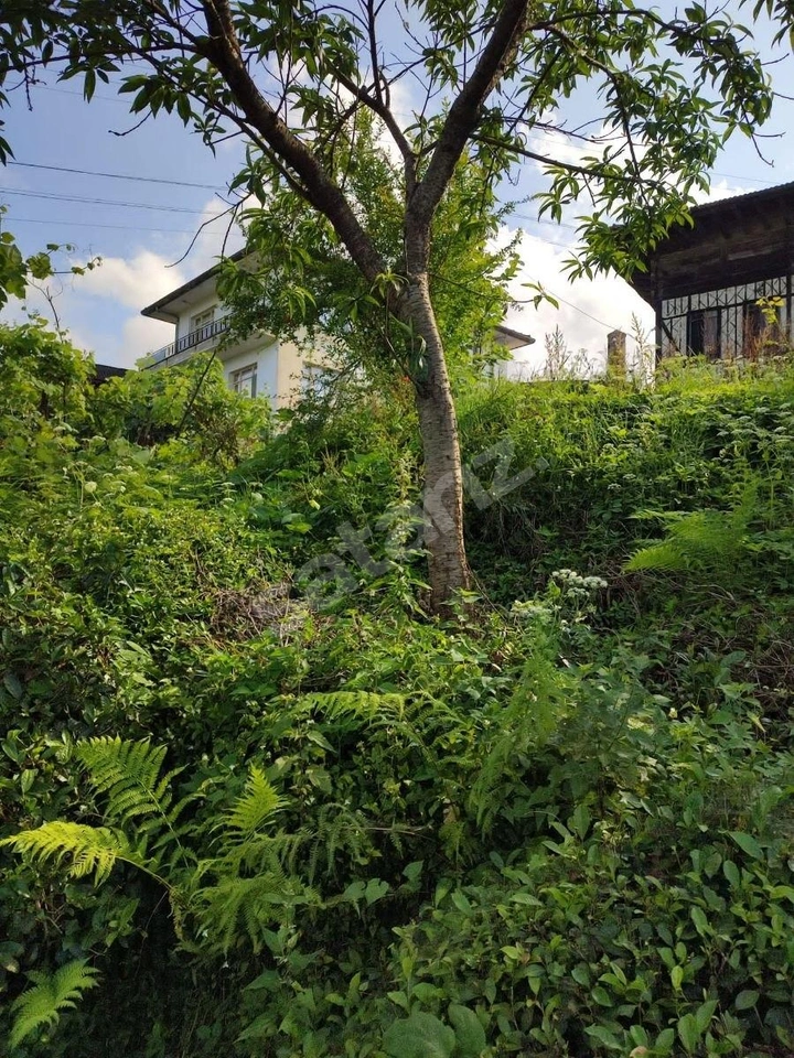 NAZAREMLAK SATILIK DEREPAZARI ÇEŞMEKÖY 2500 M2