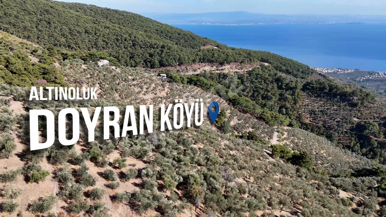 ALTINOLUK DOYRAN KÖYÜ’NDE PANORAMİK DENİZ MANZARALI SATILIK ZEYTİNLİK