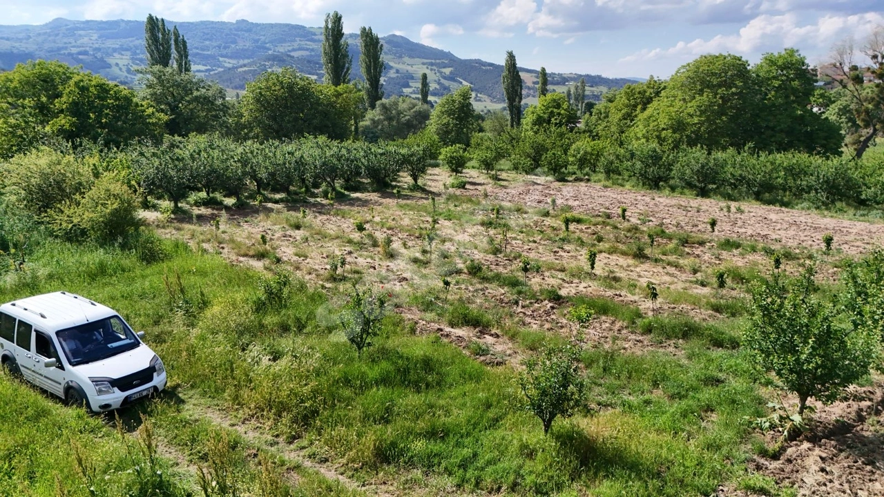 SAKARYA GEYVE 651 M2 KİRAZ BAHÇESİ KÖYE YÜRÜME MESAFESİ FIRSAT