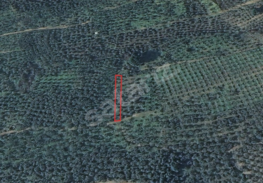 KARACAALİ DE KÜÇÜK PARÇA ZEYTİNLİK