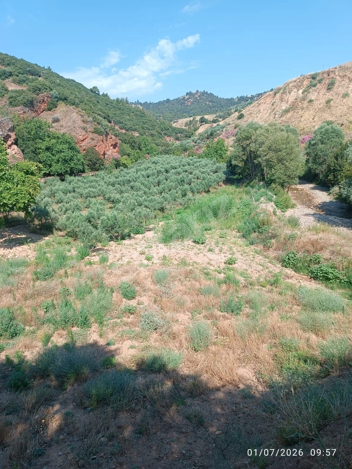BADINCA MAHALLESİNDE KEPEZ MEVKİ SATILIK ZEYTİNLİK