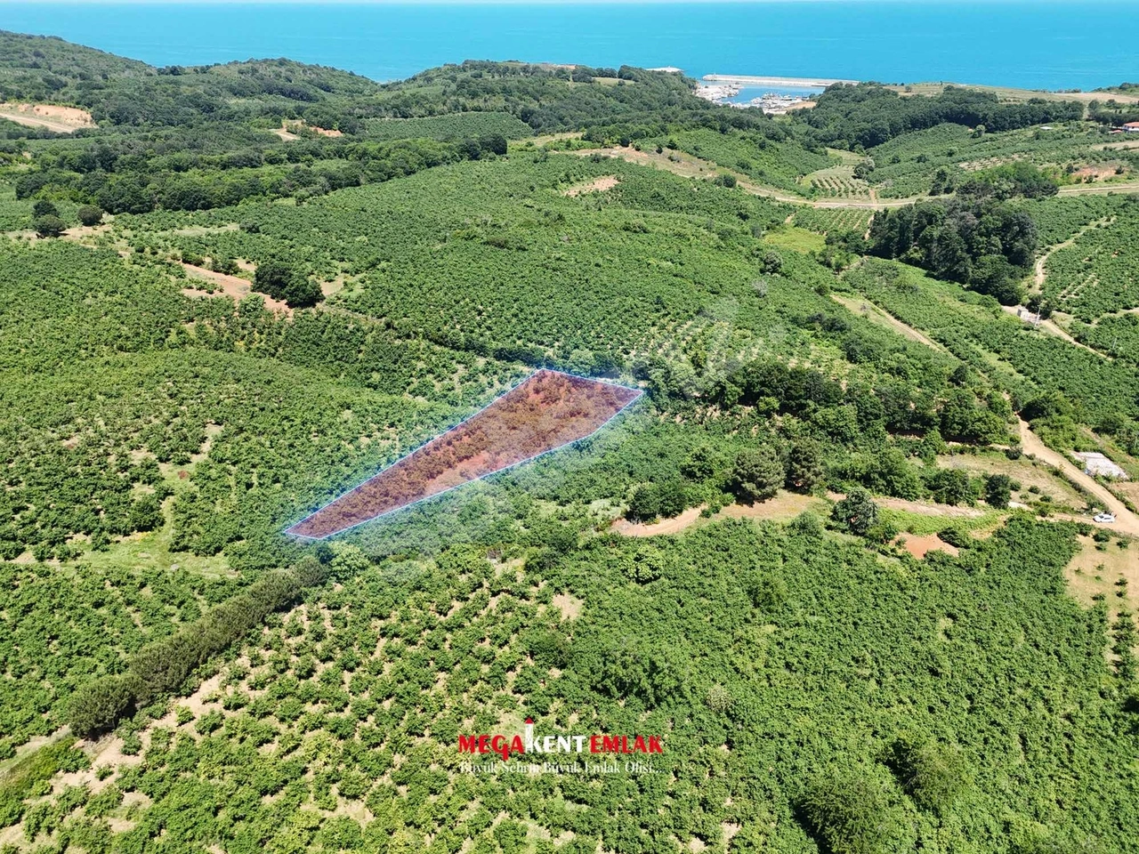 KANDIRA BAĞIRGANLIDA 1571 m2 DENİZE 1 KM MESAFEDE FINDIK TARLASI