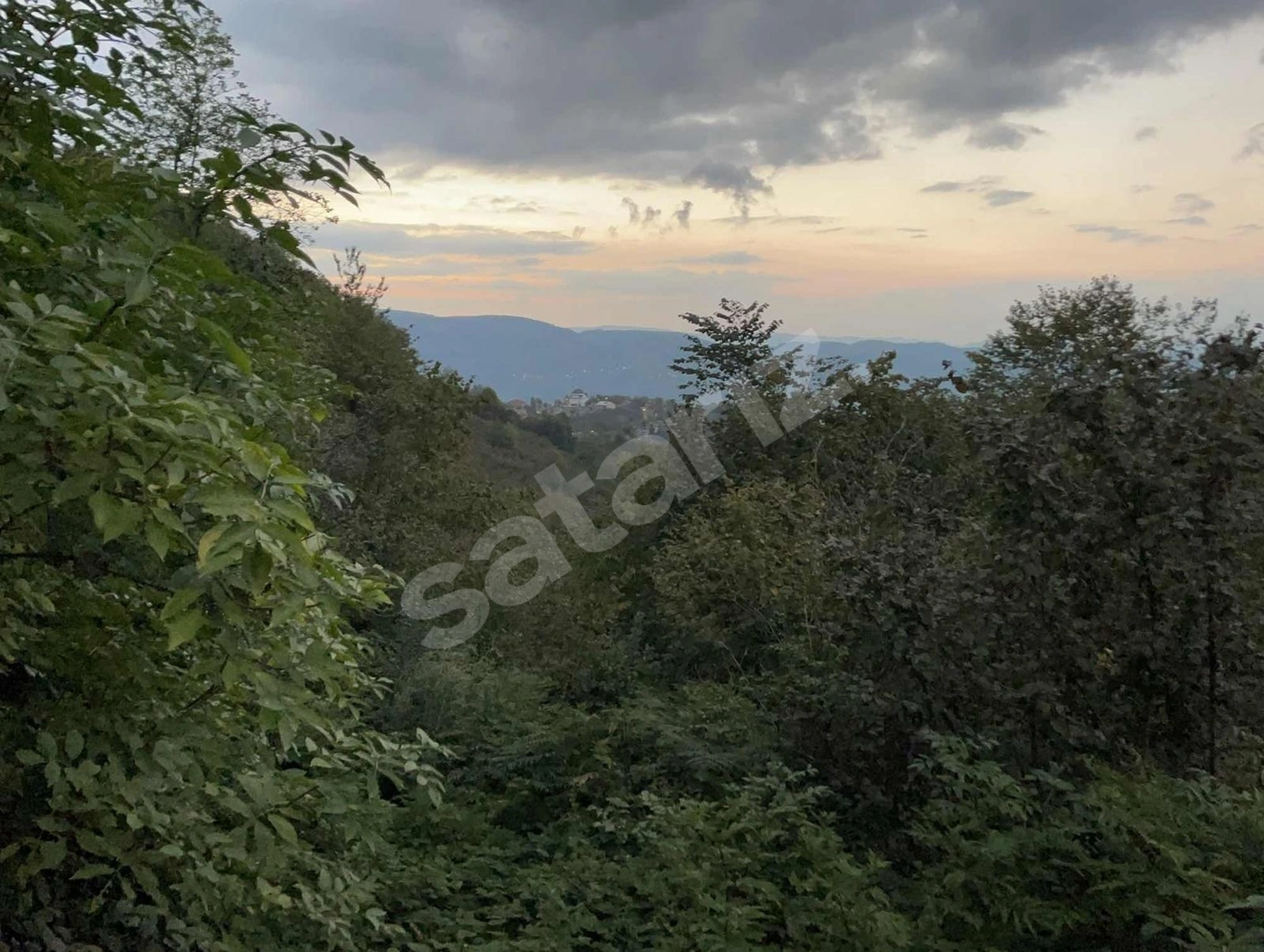 GÖLYAKA SAÇMALIPINAR KÖYÜNDE 1371 M2 FINDIK TARLASI