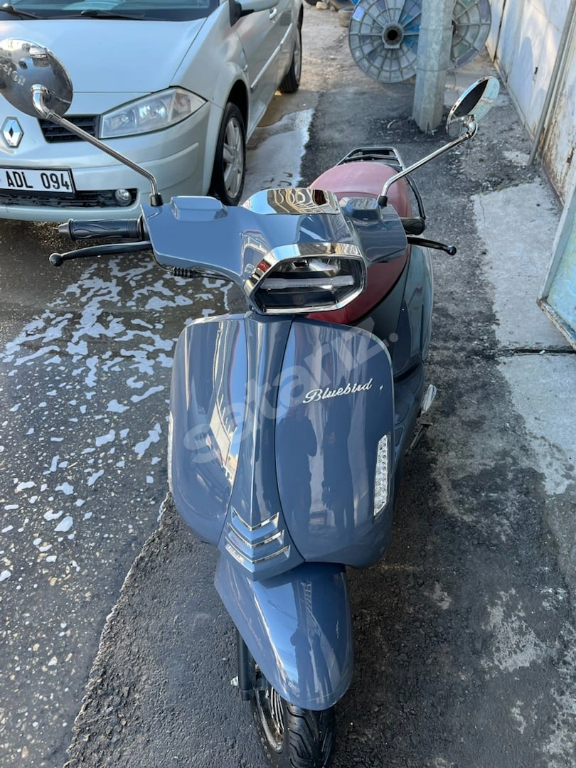 HATASIZ BLUEBIRD