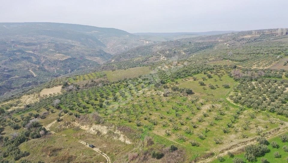 Müreftede Deniz Manzaralı, Yolu Açık,11 Dönüm Bakımlı Zeytinlik