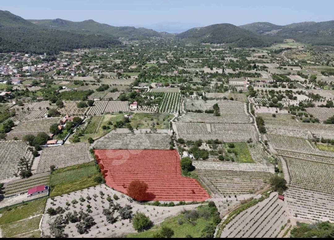 KUŞADASI KİRAZLI da SATILIK ÜZÜM BAĞI ANA YOLA 200 mt