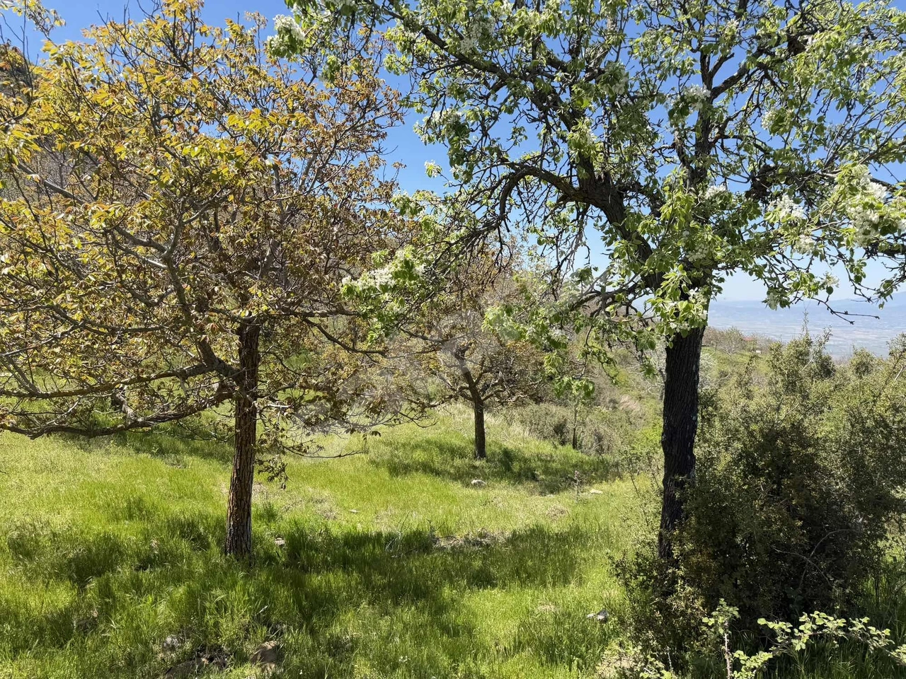 PEK EMLAKTAN 18.442m2YOL KENAR HAFİFMEĞİLİ SATILIK MEYVE BAHÇESİ
