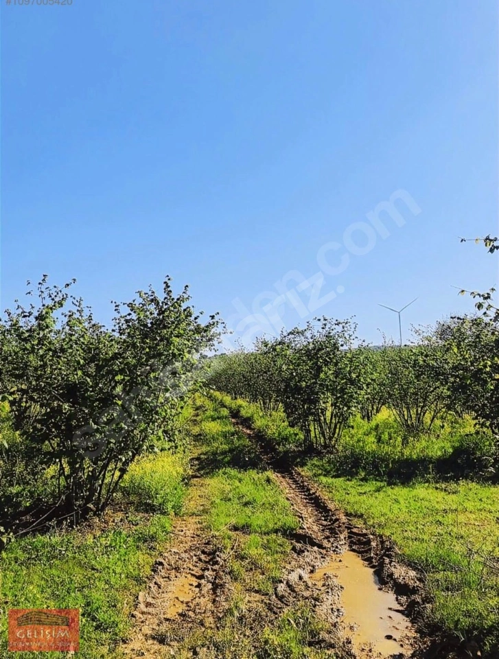 KANDIRA BOLU KÖYÜNDE DENİZE YÜRÜME MESAFESİNDE FINDIKLIK