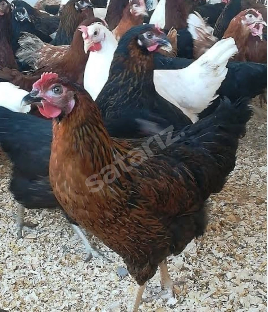 81 İl E Kapıda teslim edilir Kapıda Ödemeli