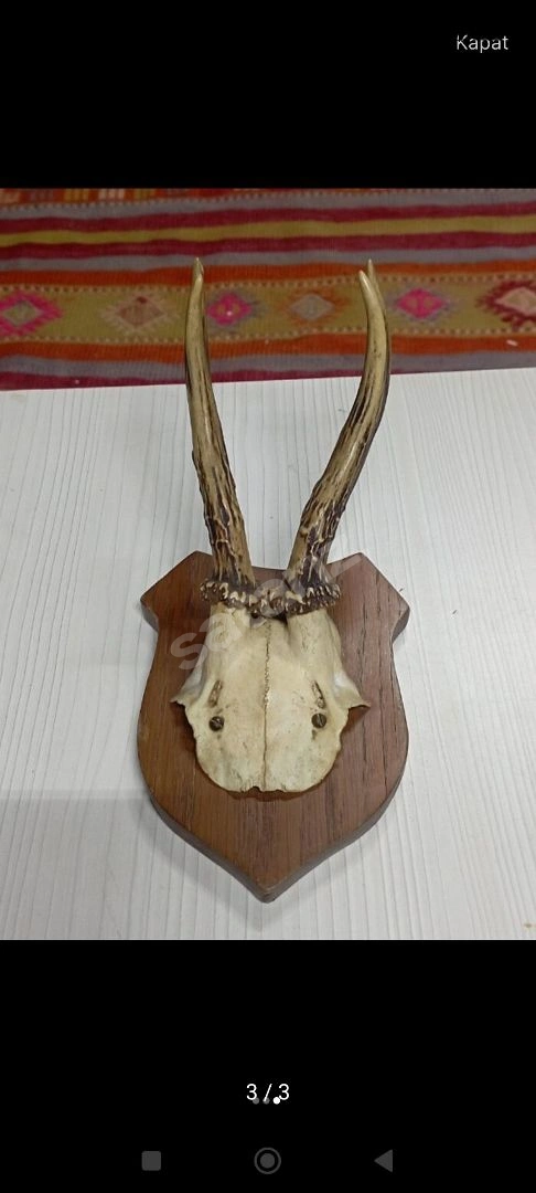 Karaca Boynuzu