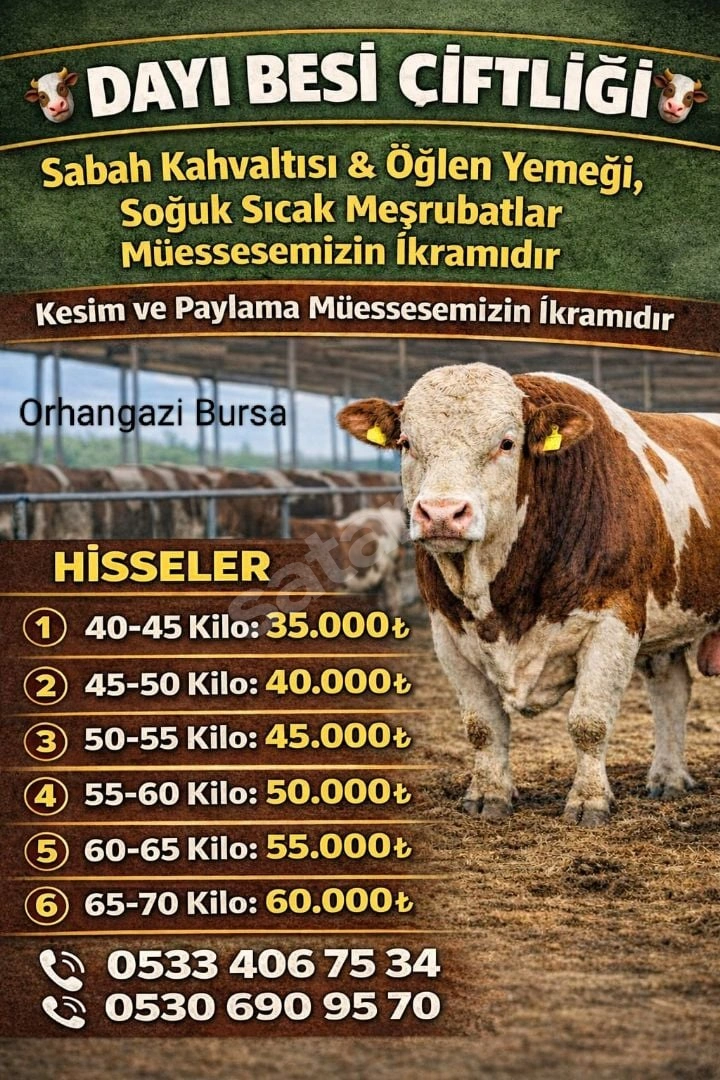 Kurbanlık Boğa