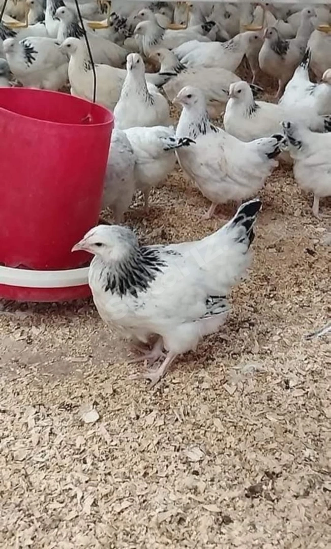 81 İl e Kapıda teslim Edilir Kapıda Ödemeli