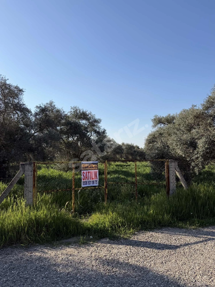 IŞIK GAYRİMENKUL'DEN SATILIK YUVALI'DA MÜKEMMEL 9500m2 ZEYTİNLİK