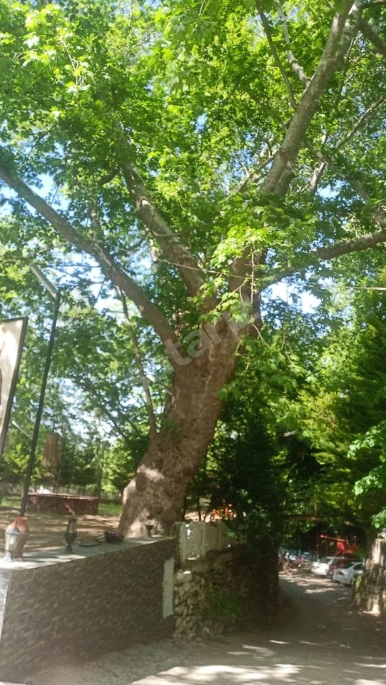 KARACASU KAHVEDERESİ'nde SATILIK BAHÇE