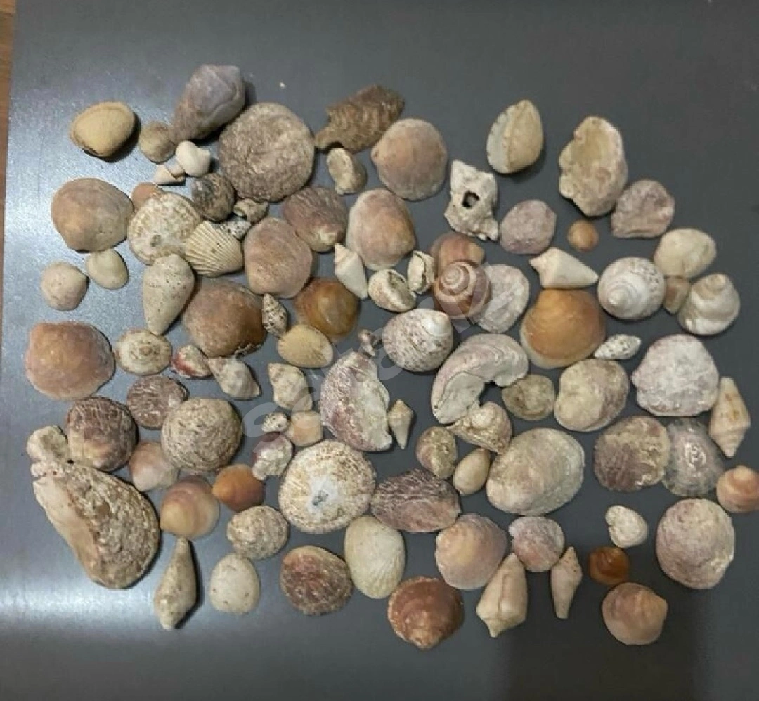 Akvaryum İçin Deniz Kabuğu