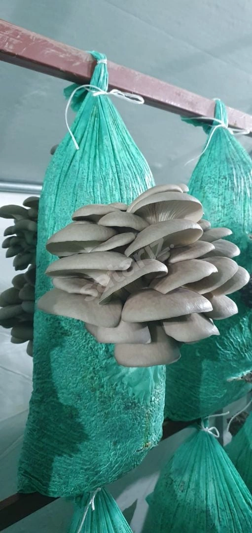 Yeni Hasat İstiridye Mantarı