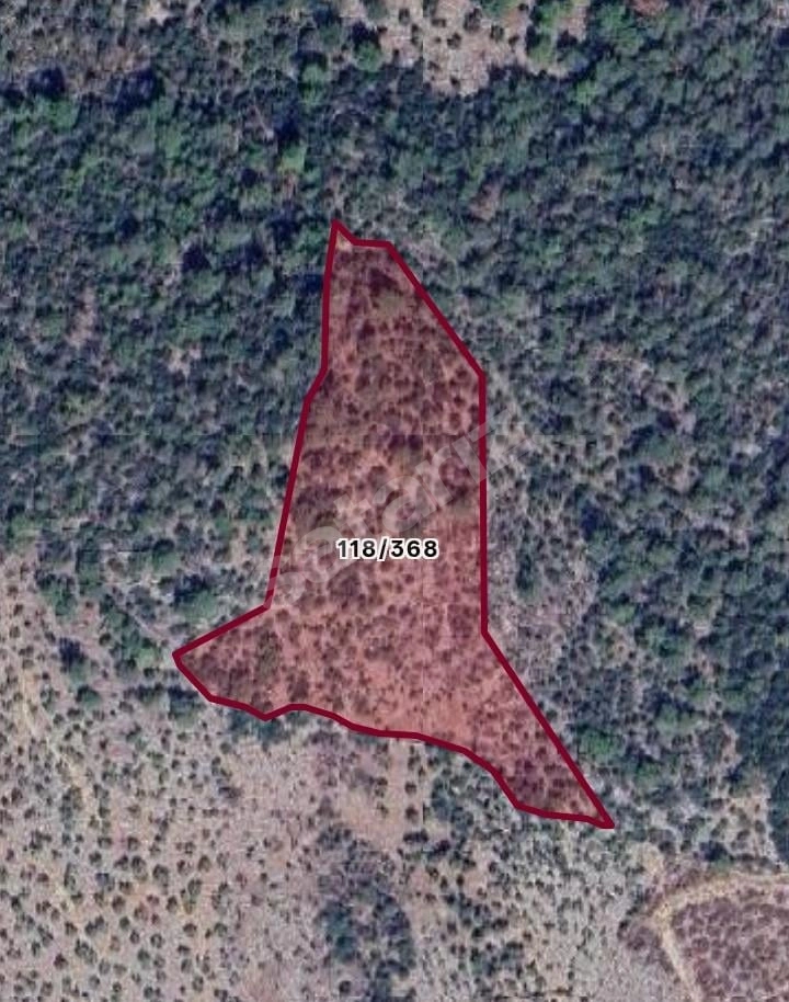 MİLAS KAZIKLIDA YATIRILIMLIK 19 DÖNÜM ZEYTİNLİK