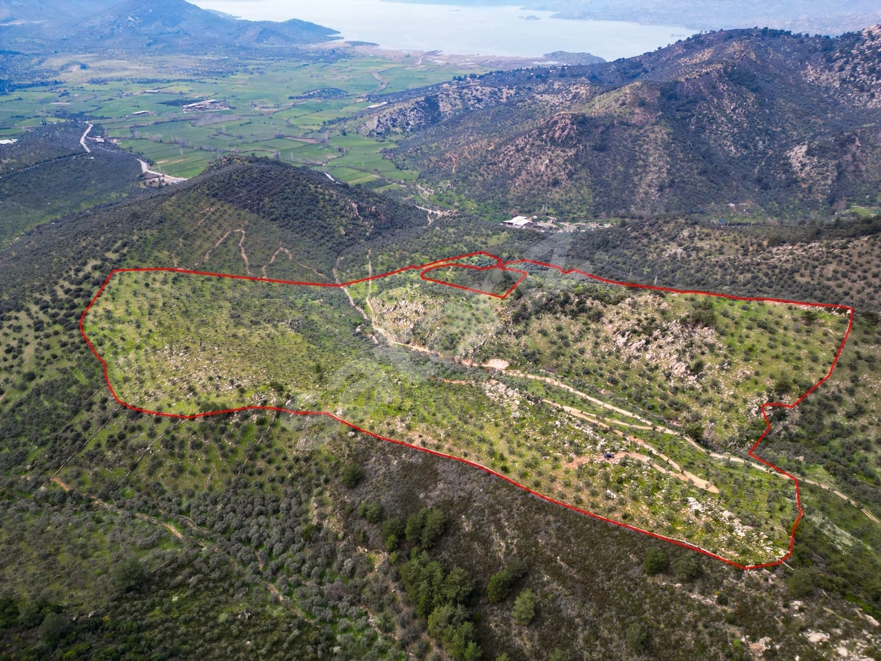 Muğla Milas Bafa'da Kooperatif Bakıyor, Yağı Size Kalıyor