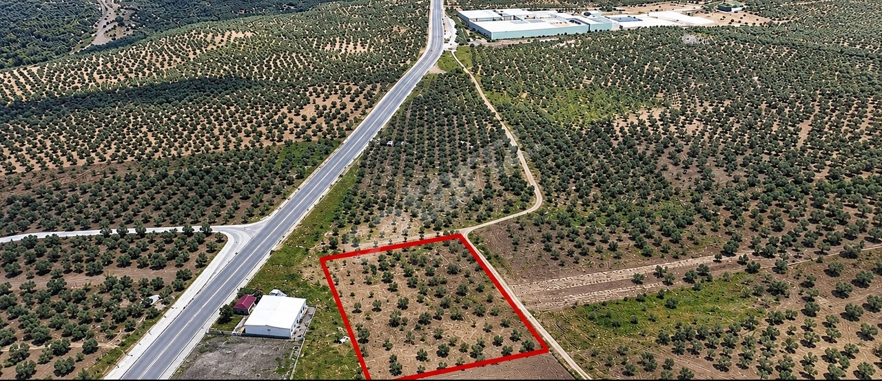 FIRSAT FİYAT ANA YOLA CEPHELİ 10 DÖNÜM SATILIK ZEYTİNLİK