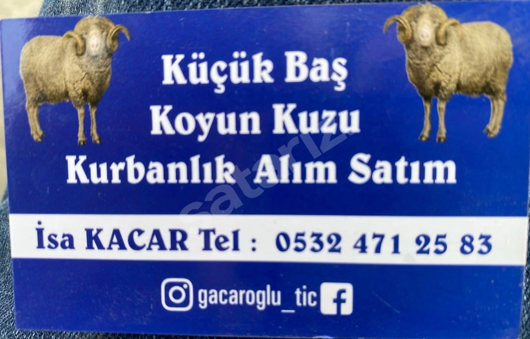 Koyun -Kuzu -Kurbanlık Gacaroğlu Tic.uşak