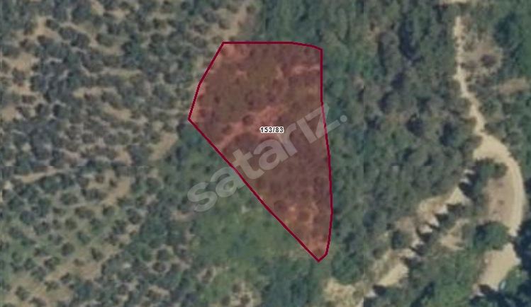 FVR'DEN ORHANGAZİ KARSAK KÖYÜNDE 2000 M² ZEYTİNLİK