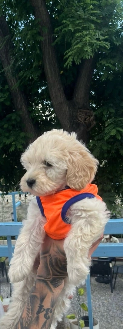 Dişi Maltipoo