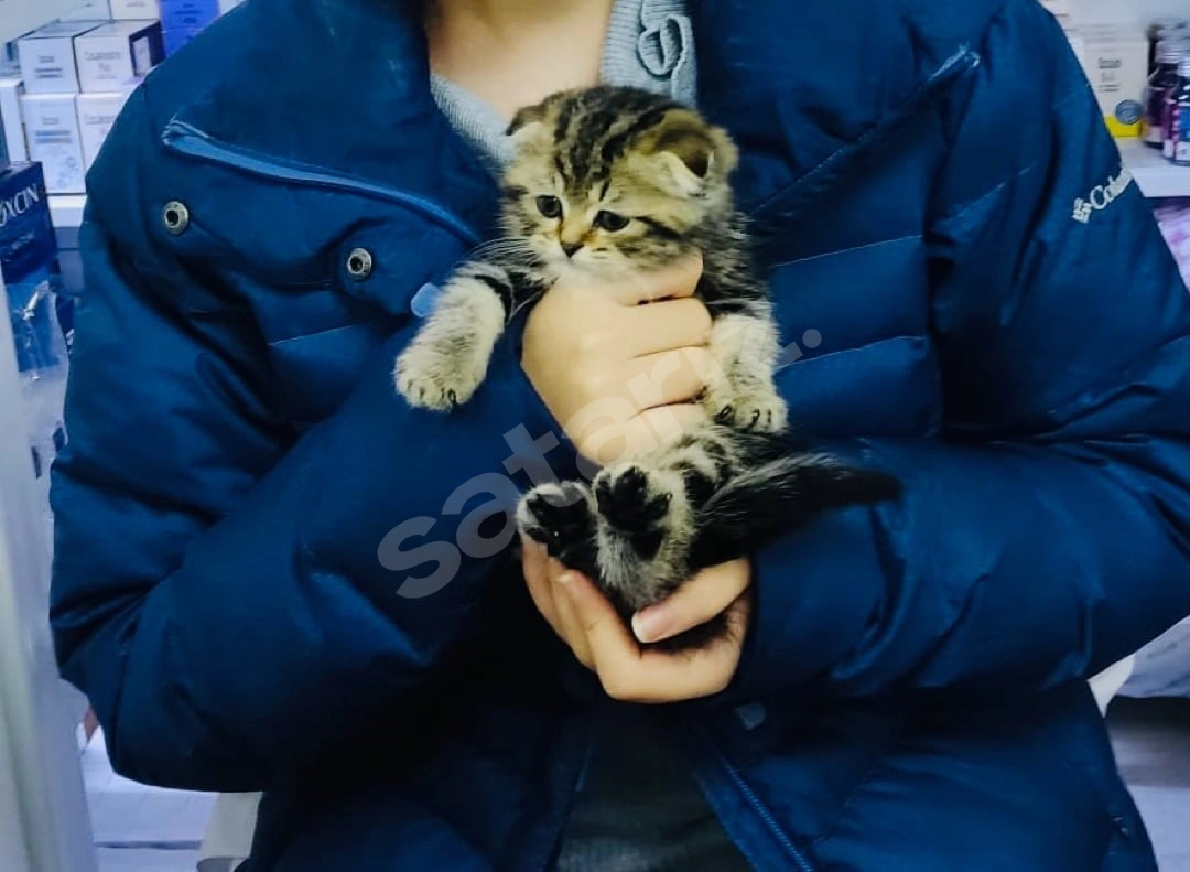 Scottish Fold 2 Aylık Dişi Yavru