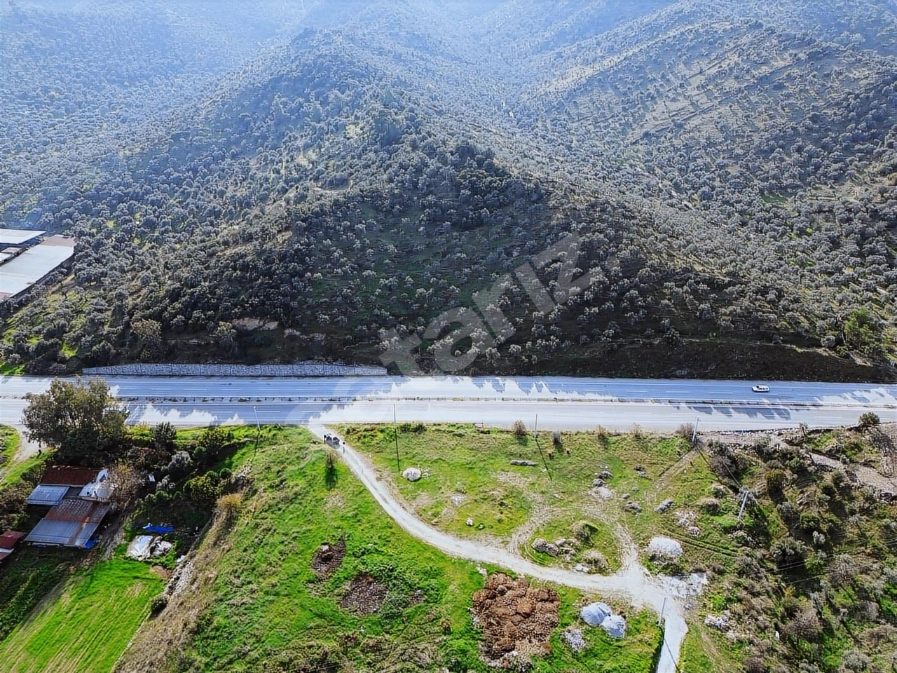 YOLA SIFIR SATILIK VERİMLİ ZEYTİNLİK