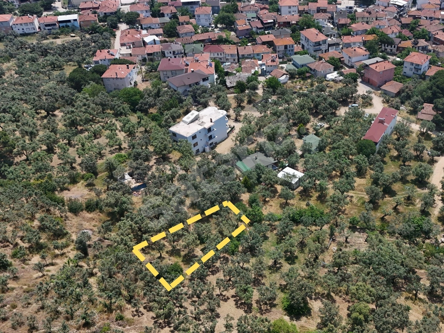 AY EMLAK'TAN YALOVA ARMUTLU FISTIKLI KÖYÜ'NDE SATILIK ZEYTİNLİK