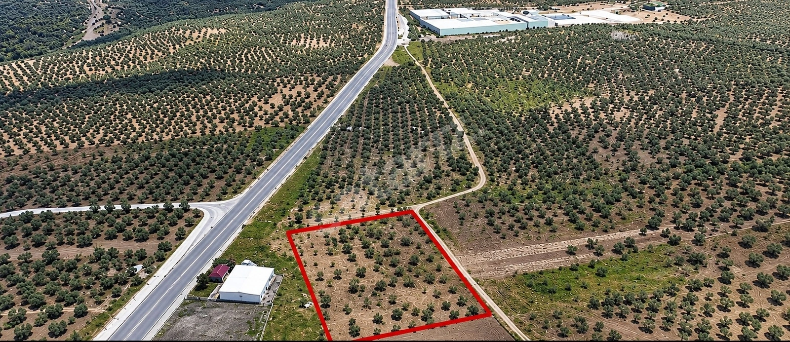 FIRSAT FİYAT ANA YOLA CEPHELİ 10 DÖNÜM SATILIK ZEYTİNLİK