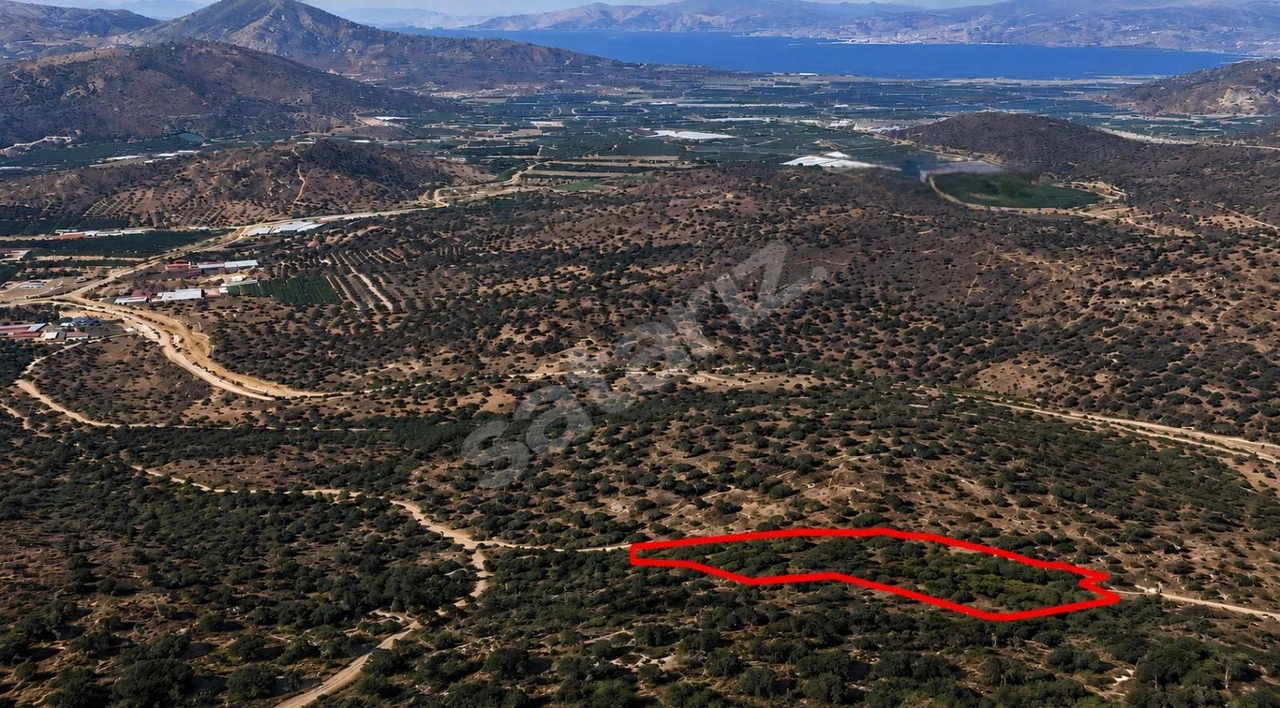 MUĞLA MİLAS BAFADA SATILIK ZEYTİNLİK | YATIRIM FIRSATI