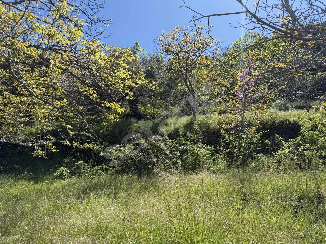 PEK EMLAKTAN DUATEPE MAH ASFALT KENARI 8900 m2 SATILIK BAHÇE