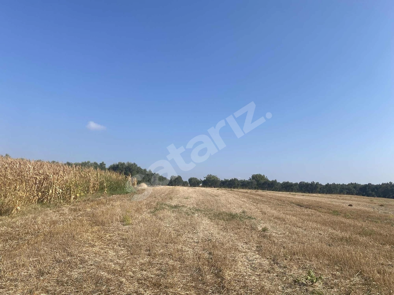 BURSA KARACABEY SULTANİYE KÖYE 300 METRE 3 DÖNÜM TARLA