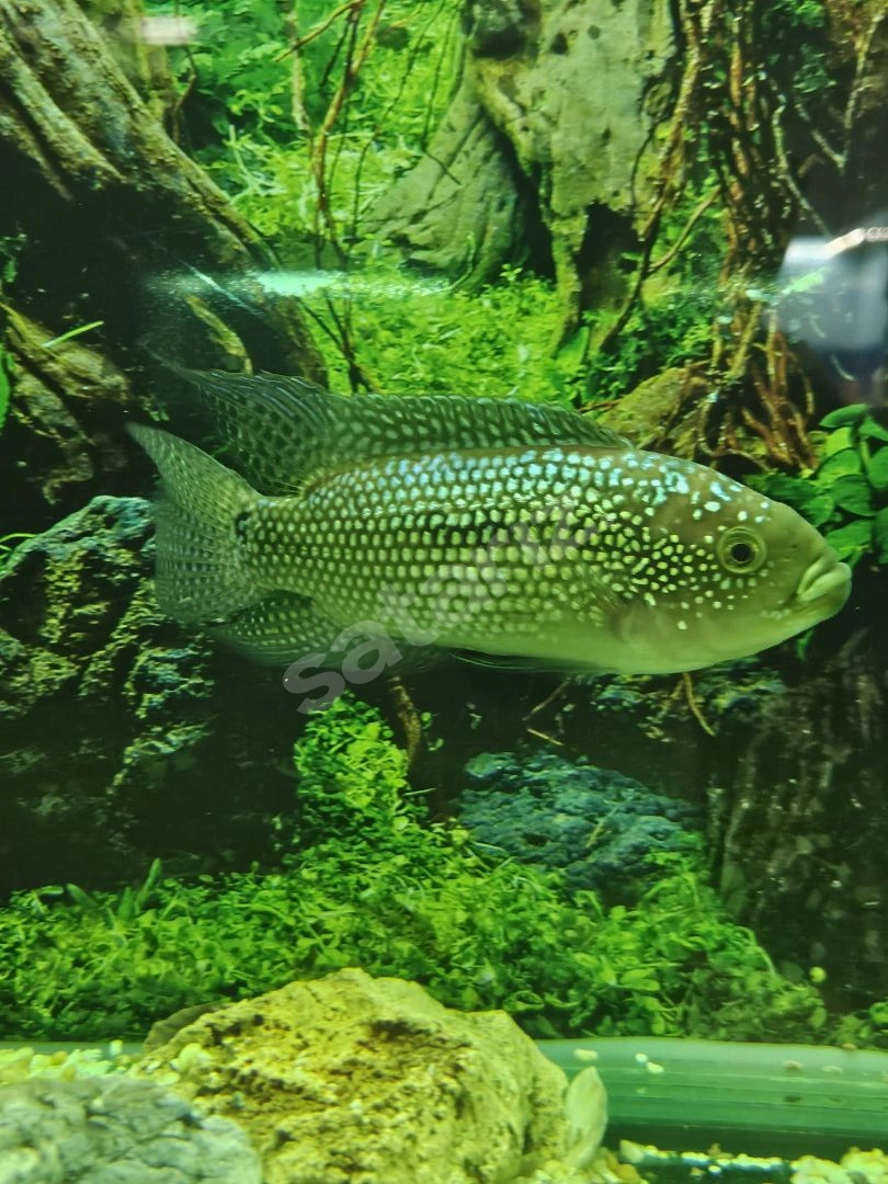 17-18 Cm. Erkek Jack Dampsey