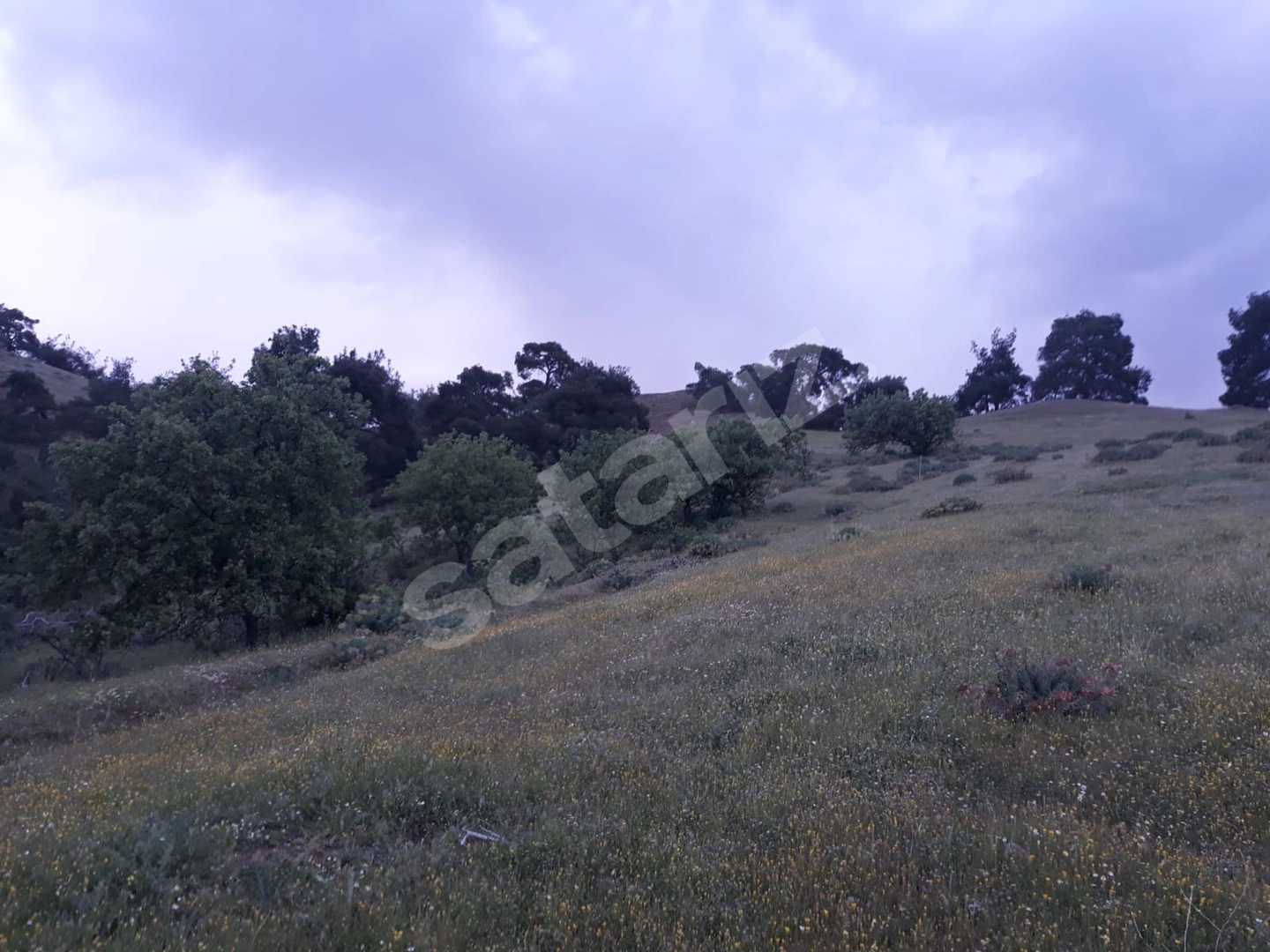 YERLEŞİM YERİNE ÇOK YAKIN TARLA