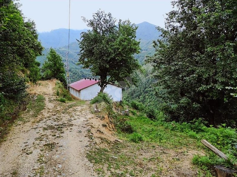 BORÇKA DEMİRCİLER KÖYÜNDE MÜSTAKİL TAPULU FINDIKLIK