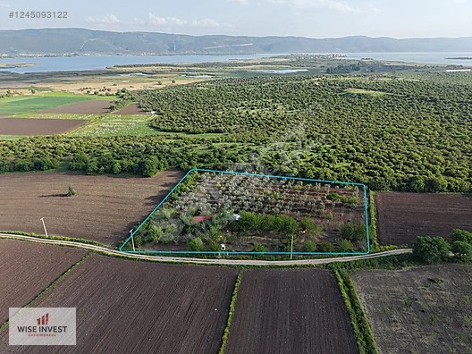 WISE INVEST'DEN GÖLYAZIDA BÜYÜK FIRSAT ZEYTİNLİK+ÇİFTLİK EVİ